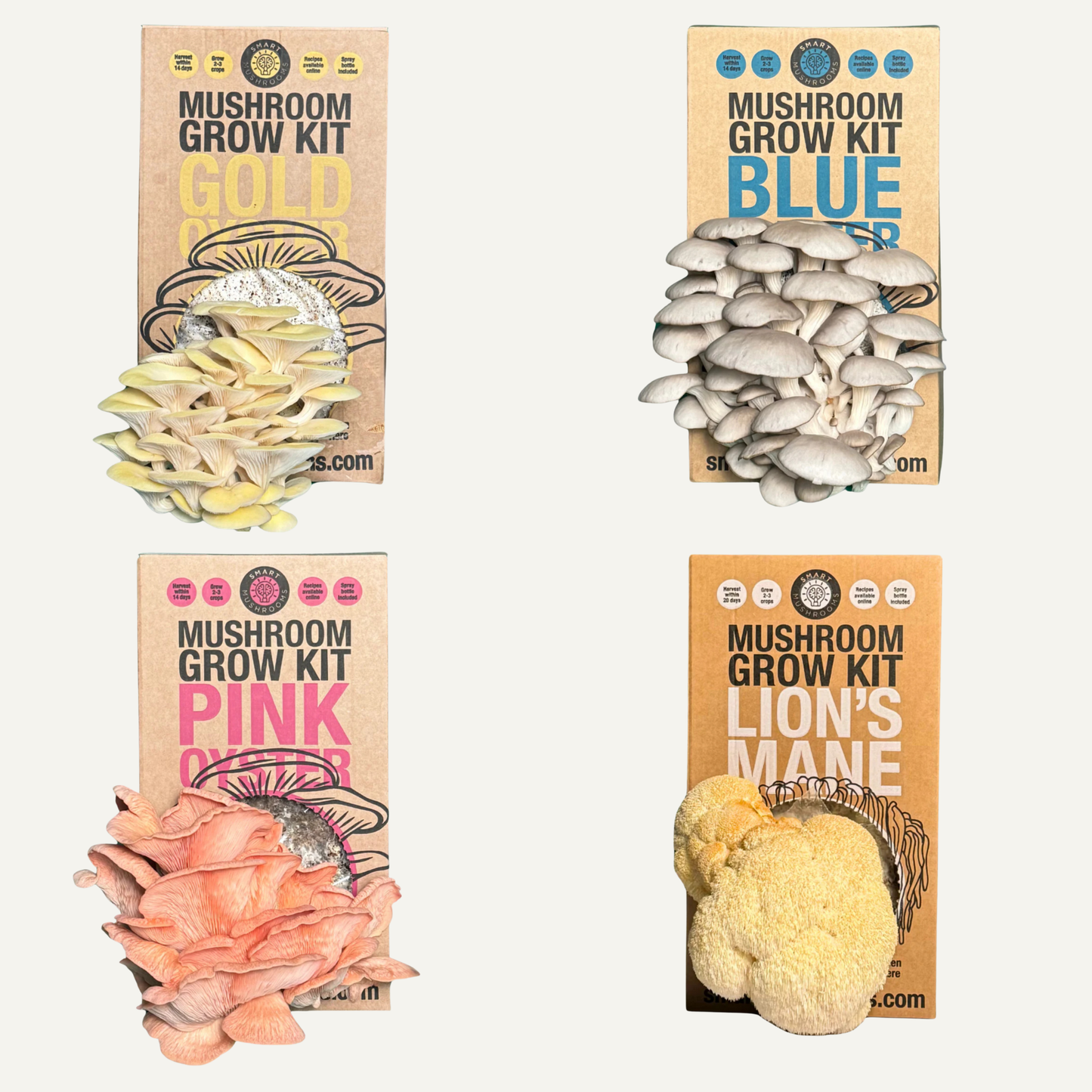 Luxury mushroom grow kit for growing gourmet mushrooms at home, beautifully designed for food lovers and home chefs