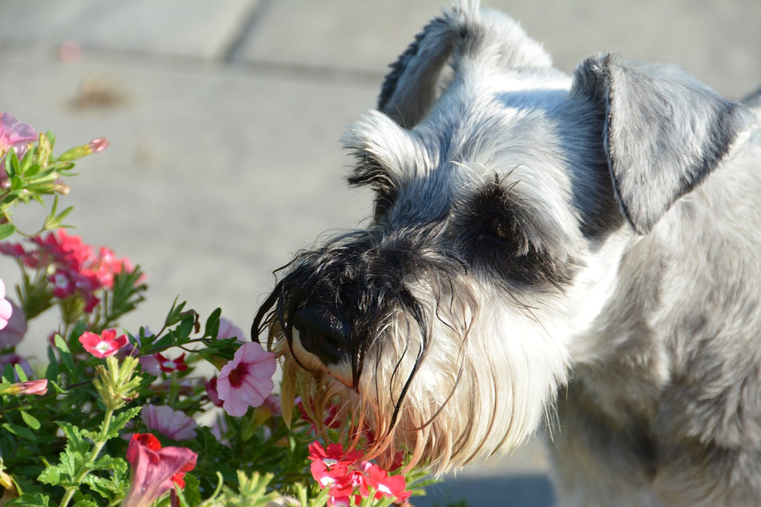 No Scents of Smell - Nose Blindness Hideaway Home Fragrances