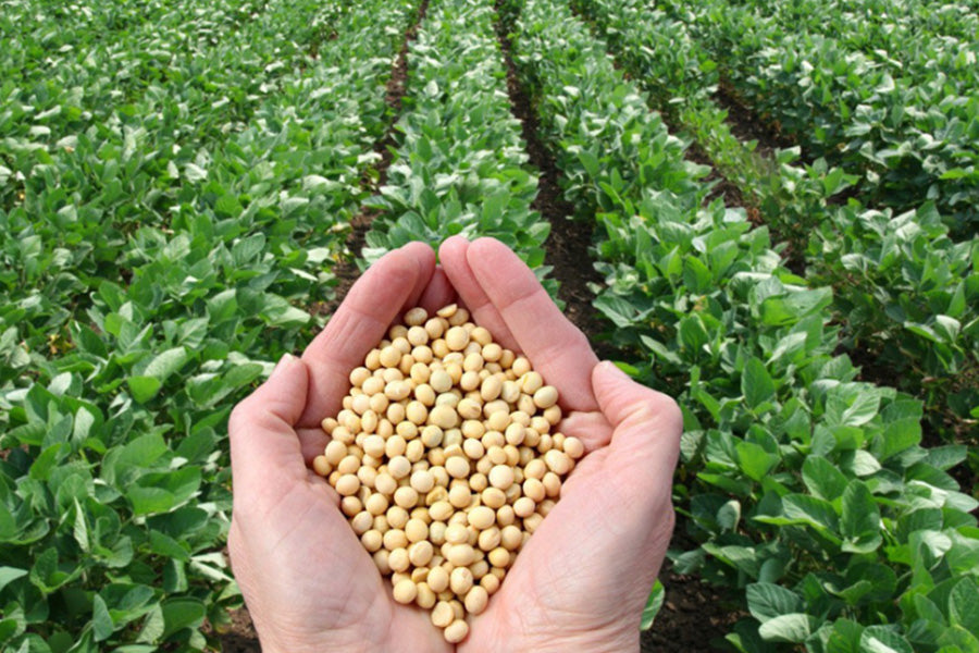 Soy Bean Crop for Soy Wax