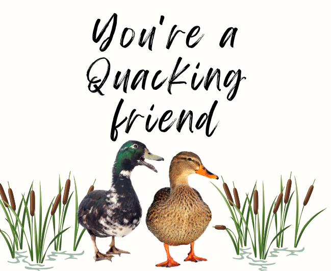 Close up of personalised duck friend luxury reed diffuser novelty birthday gift for her or him - Hideaway Home Fragrances