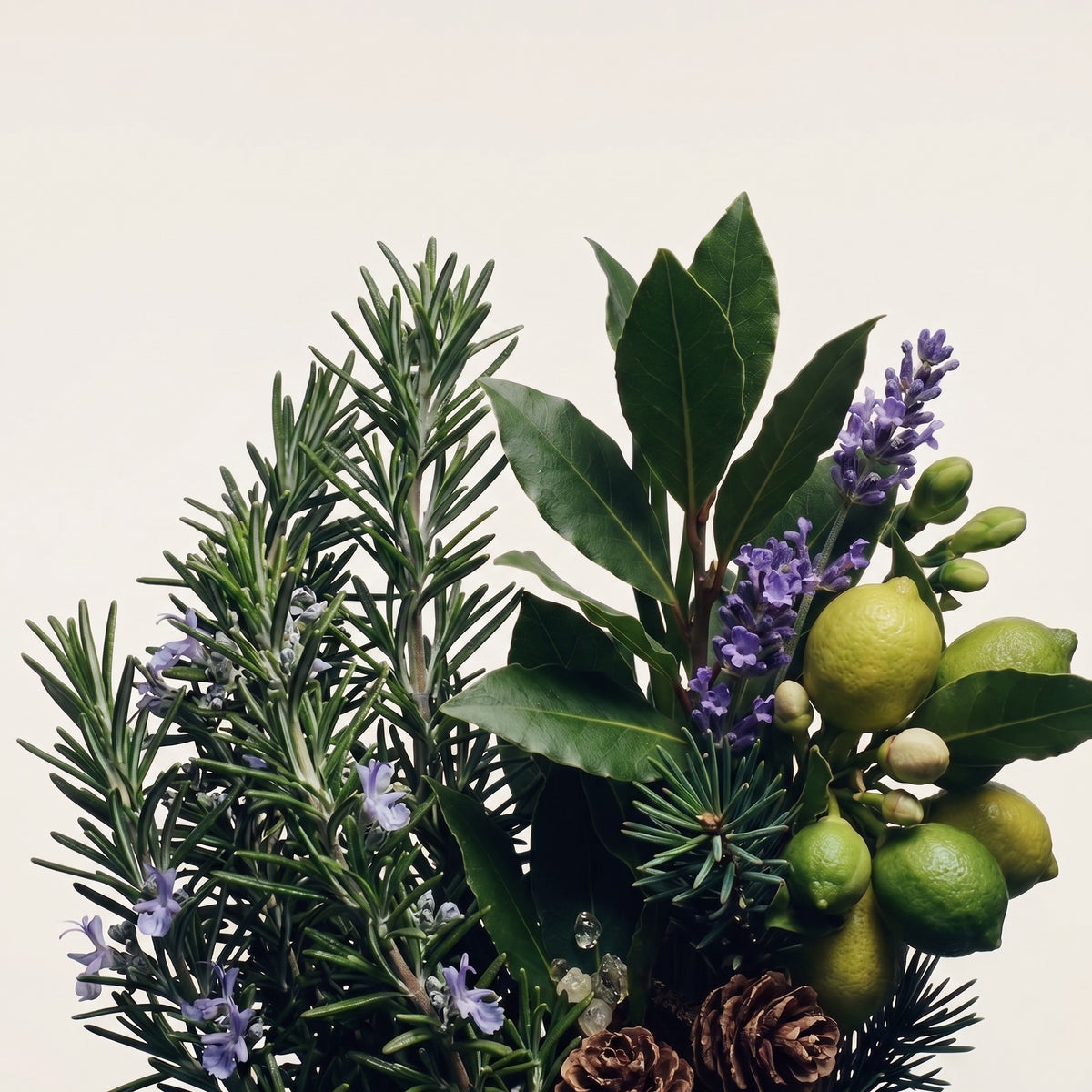 Graphic of scent notes for Bay & Rosemary, showing citrus, bay leaf, pine needle, lavender, rosemary, and musk - Hideaway Home Fragrances