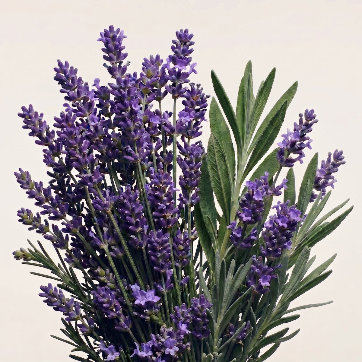 Fragrance note graphic featuring pure Lavender scent profile - Hideaway Home Fragrances