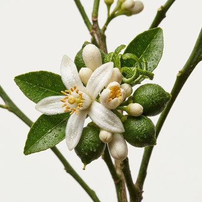 Fragrance note graphic for Neroli & Bergamot featuring neroli, jasmine, cedarwood & patchouli - Hideaway Home Fragrances