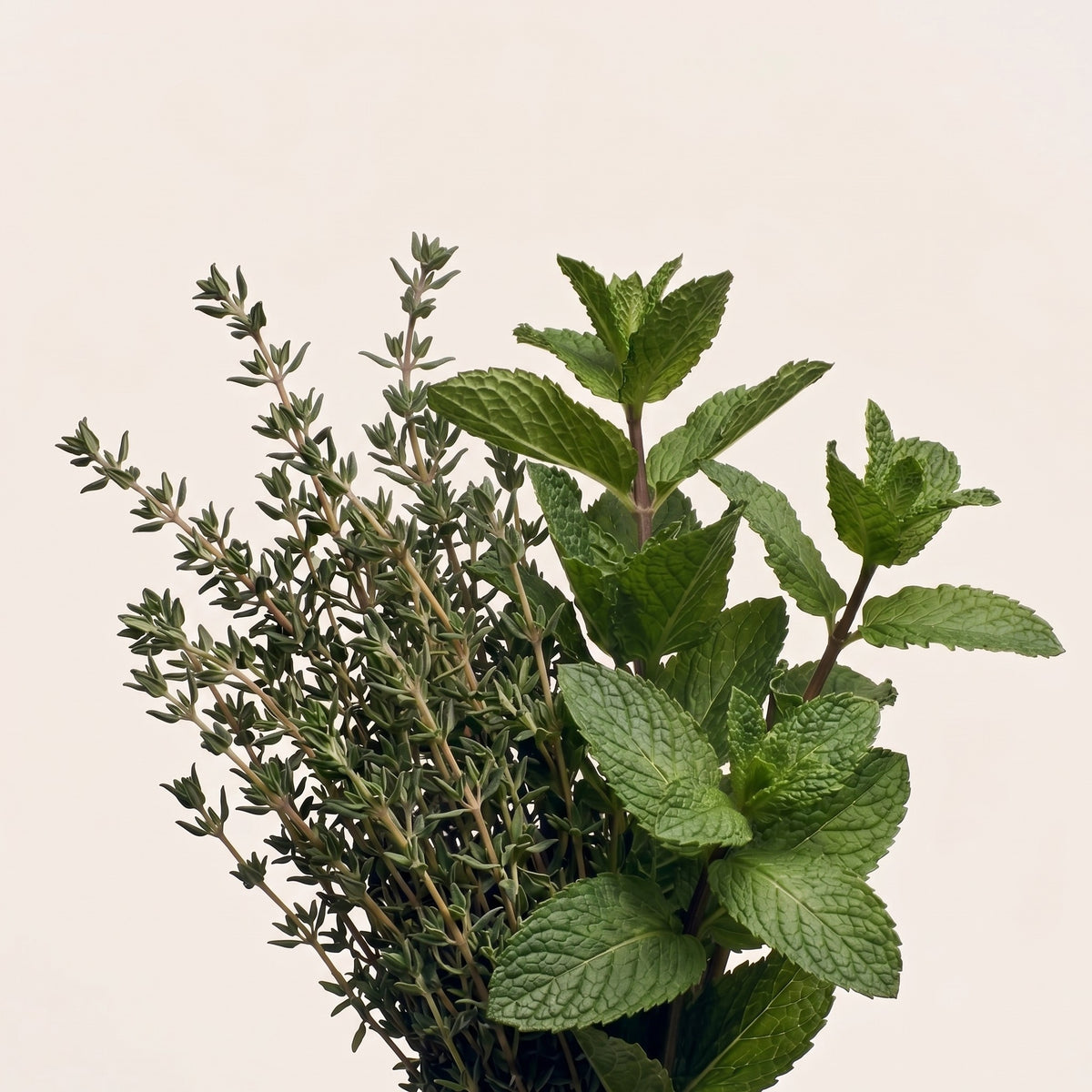 Fragrance note graphic for Thyme & Mint with aromatic herbal thyme, spearmint & petitgrain - Hideaway Home Fragrances